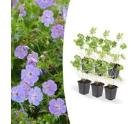 Trendyplants - Geranium Rozanne - 6 pièces - Bec de cigogne - hauteur 20-30cm - taille de pot Ø9cm