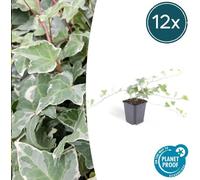 Trendyplants - Hedera helix 'Glacier' - 12 pièces - Lierre coloré - rustique - hauteur 20-30 cm - taille de pot Ø9cm