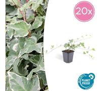 Trendyplants - Hedera helix 'Glacier' - 20 pièces - Lierre coloré - rustique - hauteur 20-30 cm - taille de pot Ø9cm