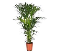 Trendyplants Howea Forsteriana Palmier Kentia Plante d'intérieur Hauteur 170-190 cm Diamètre du pot 24 cm