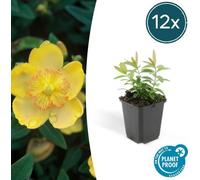 Trendyplants - Hypericum calycinum - 12 pièces - Foin d'automne - rustique - hauteur 10-25cm - taille de pot Ø9cm