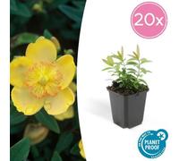 Trendyplants - Hypericum calycinum - 20 pièces - Foin d'automne - rusticité hivernale - hauteur 10-25cm - taille de pot Ø9cm