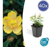 Trendyplants - Hypericum calycinum - 40 pièces - Foin d'automne - rustique - hauteur 10-25cm - taille de pot Ø9cm