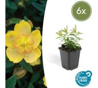 Trendyplants - Hypericum calycinum - 6 pièces - Foin d'automne - rustique - hauteur 10-25cm - taille de pot Ø9cm