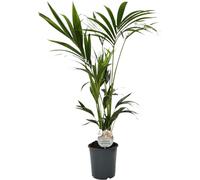 Trendyplants - Kentia Palm - Howea Forsteriana - Plante d'intérieur - hauteur 120-140 cm - taille de pot Ø21cm