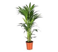 Trendyplants - Palmier Kentia - Howea Forsteriana - plante d'intérieur - hauteur 150-170 cm - taille de pot Ø24cm