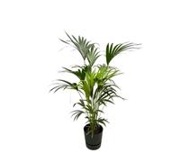 Trendyplants - Kentia palmier dont elho Greenville Round noir - 160 cm - Ø30cm