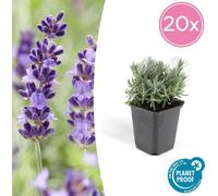 Trendyplants - Lavandula 'Hidcote' - 20 pièces - Lavande - rustique - hauteur 10-25 cm - taille de pot Ø9cm
