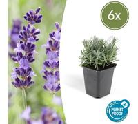 Trendyplants - Lavandula 'Hidcote' - 6 pièces - Lavande - Rustique - Hauteur 10-25 cm - Taille du pot Ø9cm