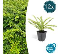 Trendyplants - Lonicera nitida 'Maigrün' - 12 pièces - Chèvrefeuille arbustif - rustique - hauteur 10-25 cm - taille de pot Ø9cm