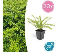 Trendyplants - Lonicera nitida 'Maigrün' - 20 pièces - Chèvrefeuille arbustif - rustique - hauteur 10-25 cm - taille de pot Ø9cm