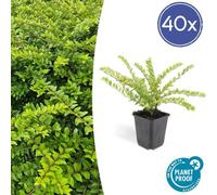 Trendyplants - Lonicera nitida 'Maigrün' - 40 plantes - chèvrefeuille arbustif - rustique - hauteur 10-25 cm - taille de pot Ø9cm