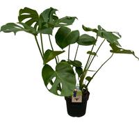 Trendyplants - Monstera Deliciosa - Plante à trous - Hauteur 65-85 cm - Taille de pot Ø21cm