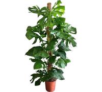 Trendyplants - Monstera Deliciosa - Plante à trous - Plante d'intérieur - Hauteur 140-160 cm - Taille de pot Ø27cm