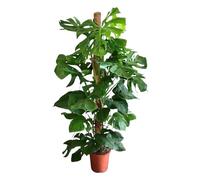 Trendyplants - Monstera Deliciosa - Plante à trous - Plante d'intérieur - Hauteur 140-160 cm - Taille du pot Ø27cm