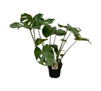 Trendyplants - Monstera Deliciosa - Plante en trou - Hauteur 65-85 cm - Taille du pot Ø21cm