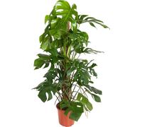 Trendyplants - Monstera Pertusum - Plante à trous - Plante d'intérieur - Hauteur 110-130 cm - Taille de pot Ø24cm