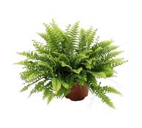 Trendyplants - Nephrolepis Boston Green Moment - Fougère frisée - Plante d'intérieur - Hauteur 15-35 cm - Taille du pot Ø12cm