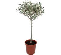 Trendyplants - Olea Olive - Olivier sur tronc - hauteur 80-100 cm - taille de pot Ø19cm