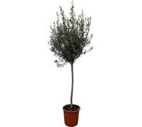 Trendyplants - Olivier sur tige - Résistant au froid - Plante de jardin - Hauteur 150-170 cm - Taille de pot Ø24cm - Olea Europaea sur tige