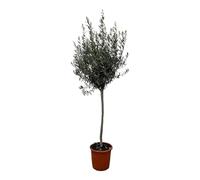 Trendyplants - Olivier sur tige - Rustique - Plante de jardin - Hauteur 150-170 cm - Pot Ø24cm - Olea Europaea sur tige