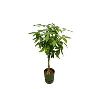 Trendyplants - Pachira Aquatica incluant elho Greenville Rond vert - 160 cm - Ø30cm