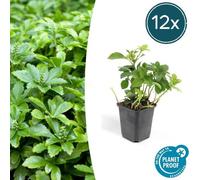 Trendyplants - Pachysandra terminalis 'Green Carpet' - 12 pièces - Plante d'ombre - rustique - hauteur 10-20cm - taille de pot Ø9cm