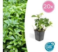 Trendyplants - Pachysandra terminalis 'Green Carpet' - 20 plantes - Plante d'ombre - rustique - hauteur 10-20cm - taille de pot Ø9cm