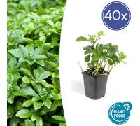 Trendyplants - Pachysandra terminalis 'Green Carpet' - 40 plantes - Ombrage - Résistant au froid - Hauteur 10-20cm - Taille de pot Ø9cm