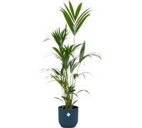 Trendyplants - palmier kentia avec elho Vibes Fold Rond bleu - 160 cm - Ø30cm