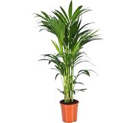 Trendyplants - Palmier Kentia - Howea Forsteriana - plante d'intérieur - hauteur 150-170 cm - taille de pot Ø24cm