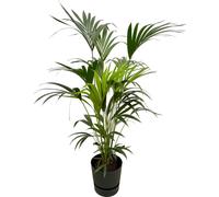 Trendyplants - palmier kentia inclus elho Greenville rond noir - 160 cm - Ø30cm