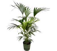 Trendyplants - Palmier Kentia inclus elho Greenville Rond vert - 160 cm - Ø30cm