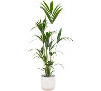 Trendyplants - palmier kentia inclus elho Vibes Fold rond blanc - 160 cm - Ø30cm