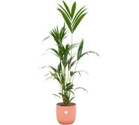 Trendyplants - palmier kentia inclus elho Vibes Fold Rond rose - 160 cm - Ø30cm