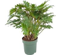 Trendyplants - Philodendron Xanadu - plante d'intérieur - hauteur 70-90 cm - taille de pot Ø22cm