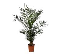 Trendyplants - Phoenix Canariensis - Hauteur 120-140 cm - Palmier dattier - Résistant à l'hiver - Taille du pot Ø20cm Vert