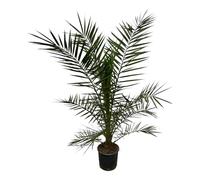 Trendyplants - Phoenix Canariensis - Hauteur 150-170 cm - Dattier - Résistant à l'hiver - Taille du pot Ø22cm