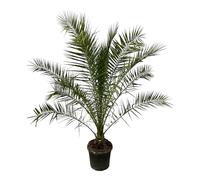 Trendyplants - Phoenix Canariensis - Hauteur 280-320 cm - Dattier - Rustique - Taille du pot Ø40cm
