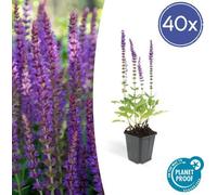 Trendyplants - Salvia Nemorosa 'Ostfriesland' - 40 pièces - Sauge - rustique - hauteur 10-25cm - taille de pot Ø9cm