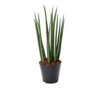 Trendyplants - Sansevieria Cylindrica 'Bacularis' Mikado - Plante d'intérieur - Hauteur 25-45 cm - Taille du pot Ø10,5cm