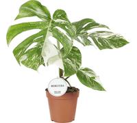 Trendyplants special - Monstera Deliciosa Variegata - Plante d'intérieur - hauteur 35-55 cm - taille de pot Ø15cm