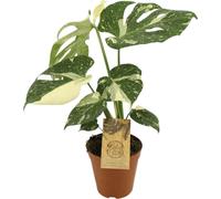Trendyplants special - Monstera Thai Constellation - Plante d'intérieur - hauteur 40-60 cm - taille de pot Ø15cm
