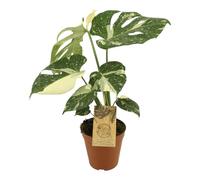 Trendyplants special - Monstera Thai Constellation - Plante d'intérieur - Hauteur 40-60 cm - Taille du pot Ø15cm