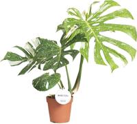 Trendyplants special - Monstera Thai Constellation - plante d'intérieur - hauteur 45-65 cm - taille de pot Ø15cm
