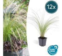 Trendyplants - Stipa tenuissima 'Ponytails' - 12 pièces - Plume d'oie - rustique - hauteur 10-25cm - taille de pot Ø9cm