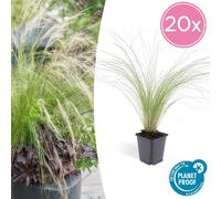 Trendyplants - Stipa tenuissima 'Ponytails' - 20 pièces - Plume d'oie - rustique - hauteur 10-25cm - taille de pot Ø9cm