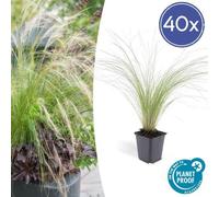 Trendyplants - Stipa tenuissima 'Ponytails' - 40 plantes - herbe à plumes - rustique - hauteur 10-25cm - taille de pot Ø9cm