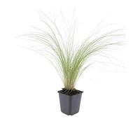 Trendyplants - Stipa tenuissima 'Ponytails' - 40 plantes - Herbe à plumes - Rustique - Hauteur 10-25cm - Taille du pot Ø9cm