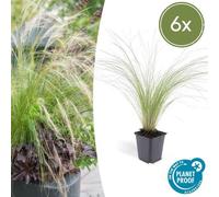 Trendyplants - Stipa tenuissima 'Ponytails' - 6 pièces - Plume d'oie - rustique - hauteur 10-25cm - taille de pot Ø9cm